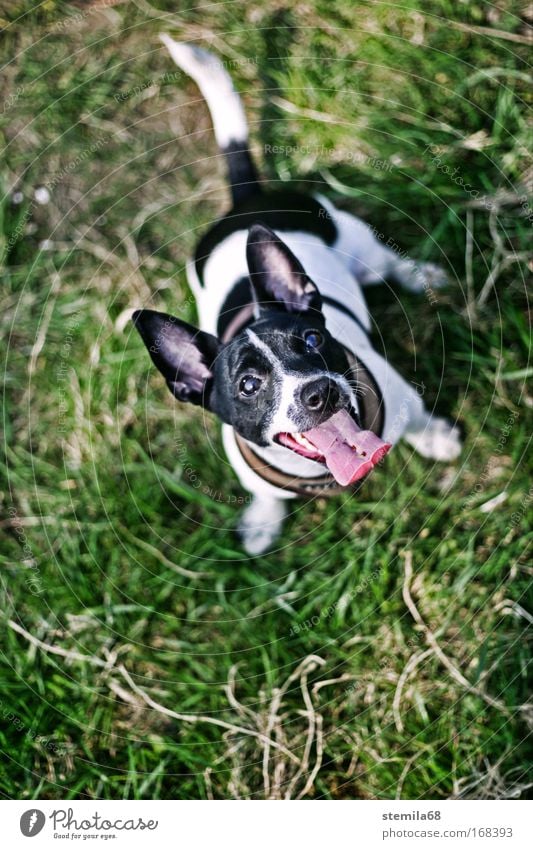 dog Farbfoto Außenaufnahme Textfreiraum unten Sonnenlicht Schwache Tiefenschärfe Vogelperspektive Tierporträt Blick Haustier Hund Tiergesicht Fell Krallen Pfote