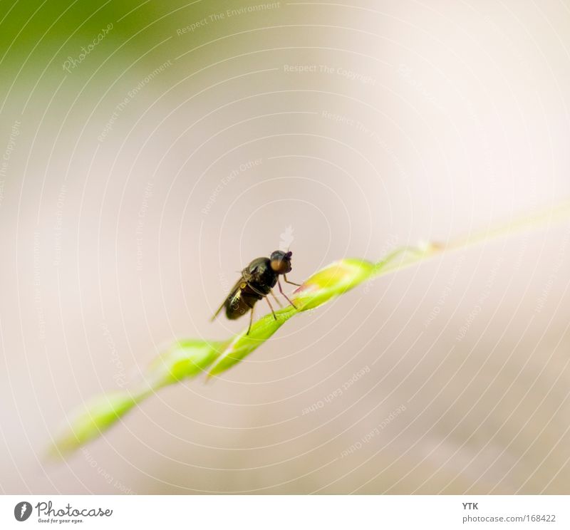 Faule Fliege Farbfoto Gedeckte Farben Außenaufnahme Detailaufnahme Makroaufnahme Menschenleer Textfreiraum oben Textfreiraum unten Tag Kontrast Silhouette