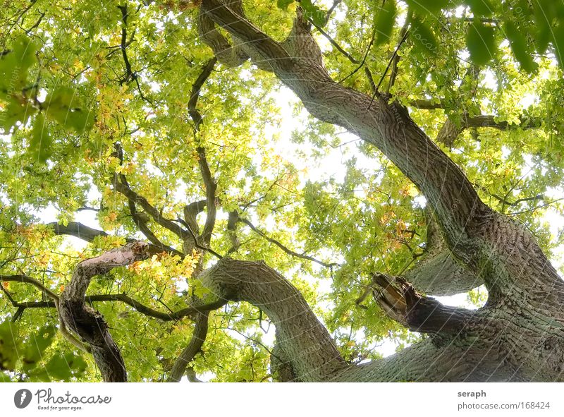 Günes Netzwerk Baum Blatt trunk crown of tree Wald crust branch Ast Geäst green lung age bark dendritic old giant oak Atmosphäre Labyrinth strength