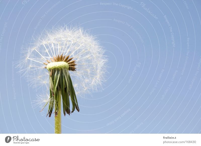 Pusteblume Farbfoto Außenaufnahme Nahaufnahme Makroaufnahme Menschenleer Froschperspektive Umwelt Natur Pflanze Blume Blüte Löwenzahn Blühend Tag