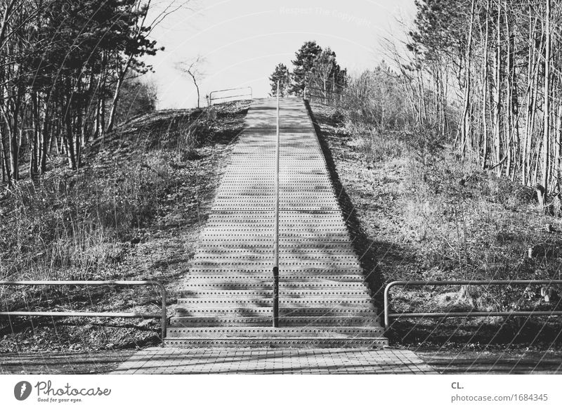 treppe Umwelt Natur Himmel Schönes Wetter Baum Wald Architektur Treppe Wege & Pfade Treppengeländer groß hoch anstrengen Perspektive Ziel Zukunft aufwärts