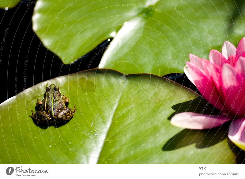 Teichidylle Farbfoto mehrfarbig Außenaufnahme Detailaufnahme Textfreiraum oben Textfreiraum Mitte Tag Schatten Kontrast Silhouette Reflexion & Spiegelung Natur