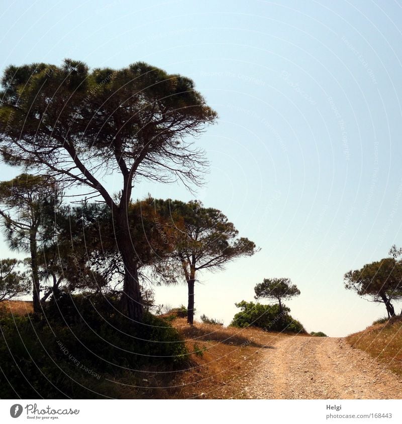 der Weg... Farbfoto Gedeckte Farben Außenaufnahme Menschenleer Textfreiraum rechts Textfreiraum oben Tag Licht Schatten Silhouette Sonnenlicht