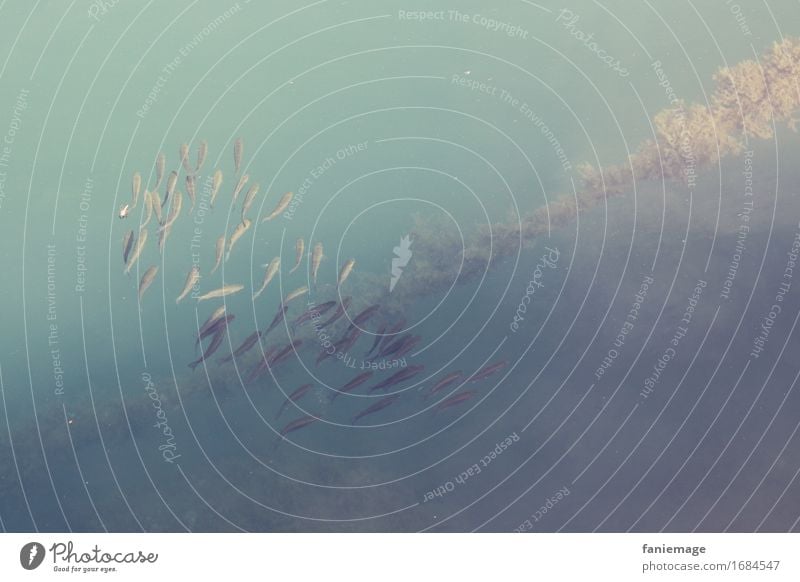 poissons Umwelt Natur Wasser Sommer Meer Tier Fisch Tiergruppe Schwimmen & Baden Hafen Anker Algen Fischschwarm Schwarm Schattenspiel hell dunkel hell-blau