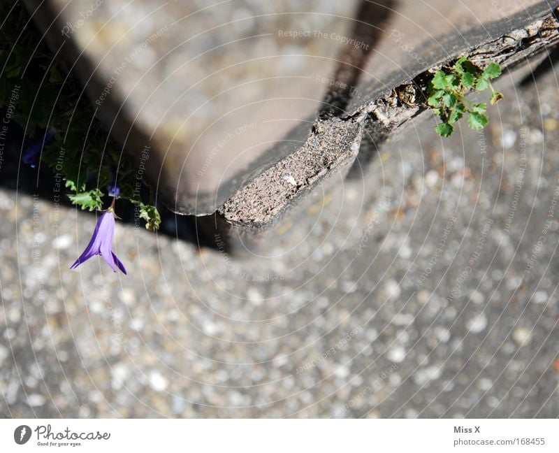 Mauerblümsche Farbfoto Außenaufnahme Menschenleer Schwache Tiefenschärfe Vogelperspektive Natur Pflanze Blüte Felsen dehydrieren Wachstum trist anstrengen