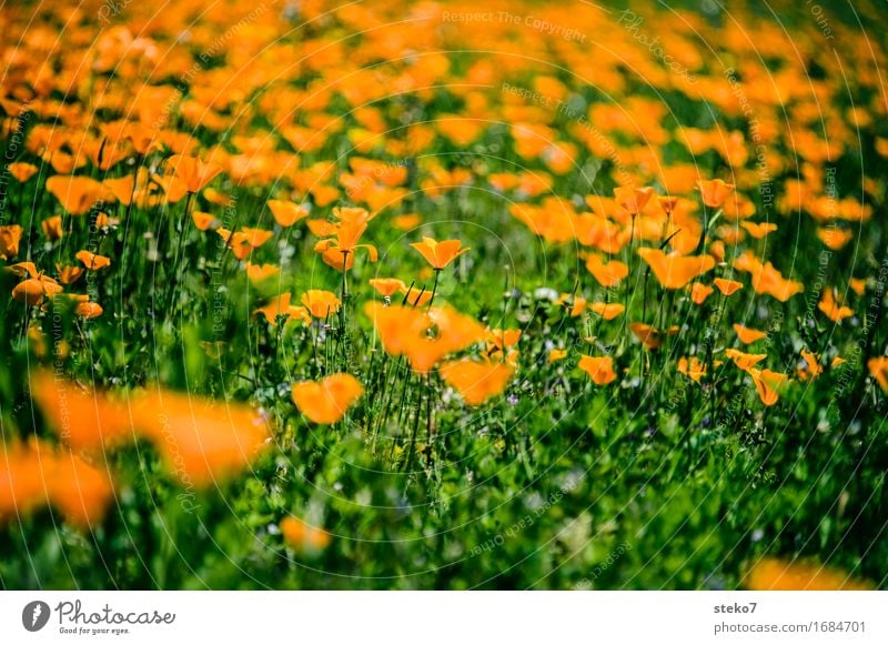 mangelnde Farbvielfalt Blume Blüte Goldmohn Wiese Blühend weich grün orange Blumenfeld Außenaufnahme Menschenleer Textfreiraum oben Textfreiraum unten