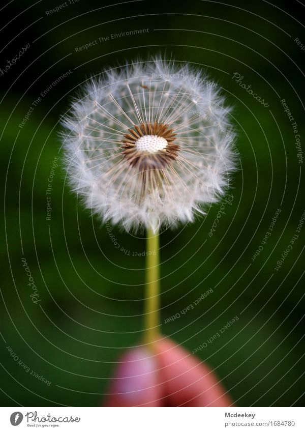 Sommerträume II Natur Pflanze Schönes Wetter Blume Gras Blatt Blüte Grünpflanze Nutzpflanze Wildpflanze Löwenzahn Feld Blühend ästhetisch fantastisch