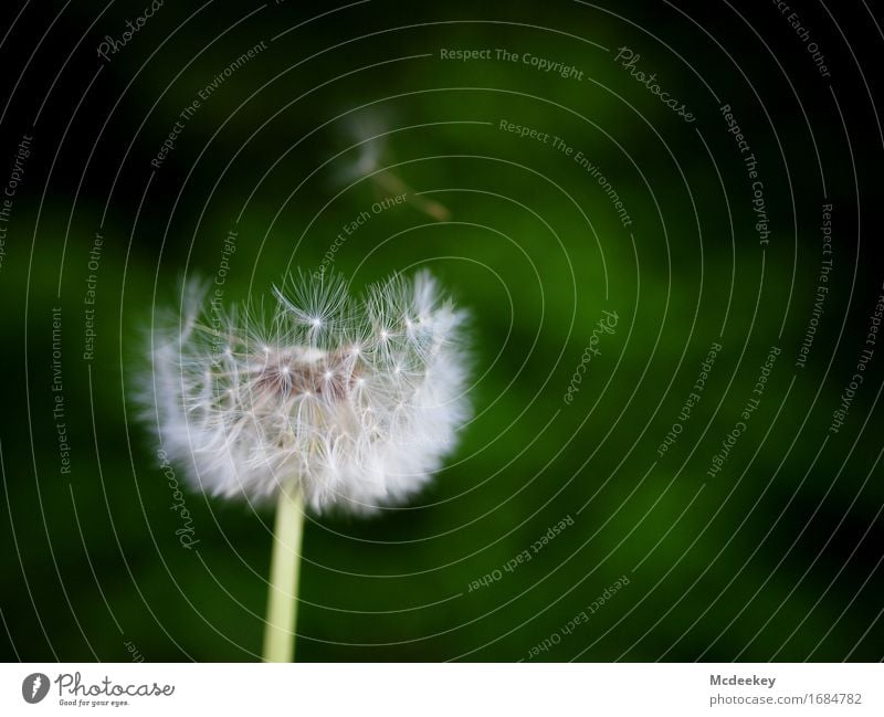 Sommerträume I Natur Pflanze Schönes Wetter Blume Gras Blatt Blüte Grünpflanze Nutzpflanze Wildpflanze Löwenzahn Feld Blühend fliegen ästhetisch authentisch