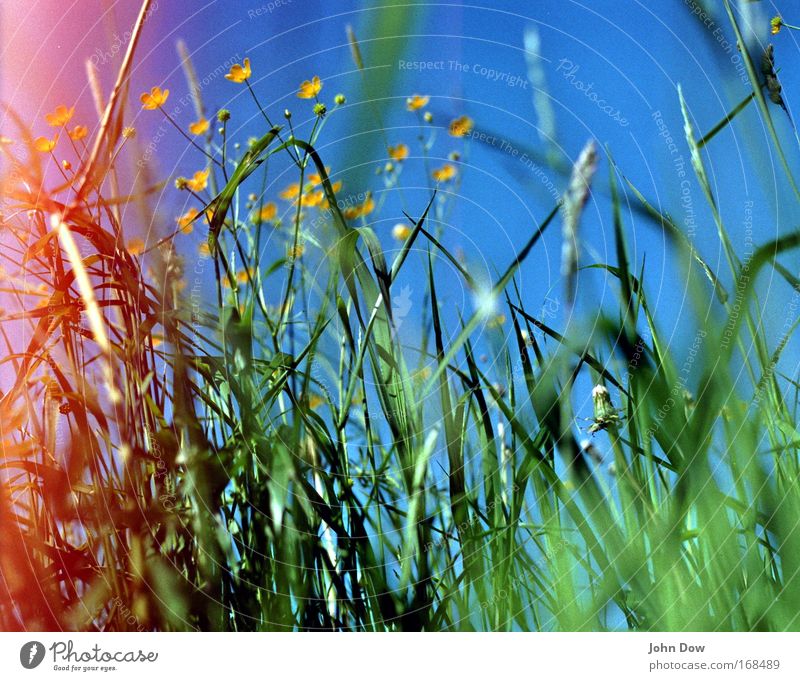 Sei kein Hahnenfuß! Natur Frühling Sommer Schönes Wetter Pflanze Blume Gras Hahnenfußgewächse Blumenwiese Wiese Blühend frisch Wärme gelb grün Frühlingsgefühle