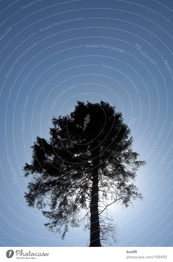 Sonnenblick Farbfoto Außenaufnahme Detailaufnahme Tag Kontrast Silhouette Sonnenlicht Gegenlicht Baum Natur Pflanze Park kaz68 Himmel blau Sommer Schönes Wetter