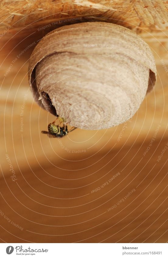 Schöner Wohnen Farbfoto Makroaufnahme Menschenleer Wohnung Hausbau Künstler Skulptur Natur Tier Wespen Wespennest 1 Holz bauen fliegen rund trocken Wärme braun