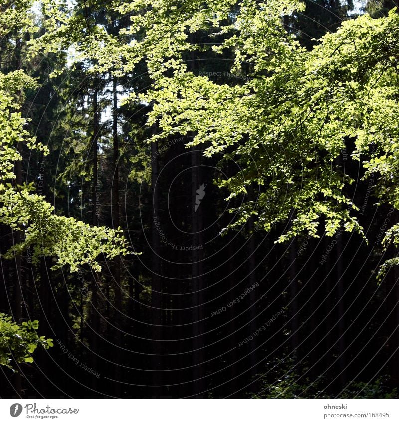 Sonnenwald Farbfoto Textfreiraum unten Kontrast Lichterscheinung Sonnenlicht Umwelt Natur Pflanze Schönes Wetter Baum Wald glänzend Lächeln leuchten Wachstum