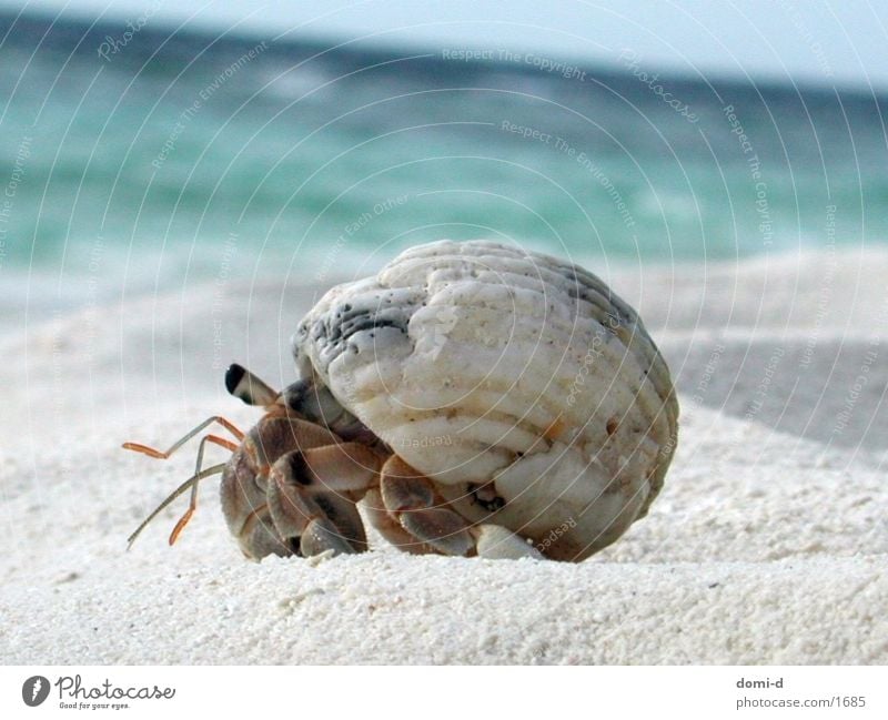 Krebs Meer Strand Sommer Tier Malediven Krebstier Sand Sonne