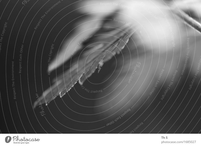 Blatt Natur Pflanze Frühling Sommer Bewegung ästhetisch authentisch einfach elegant natürlich grau schwarz weiß Gelassenheit geduldig ruhig einzigartig