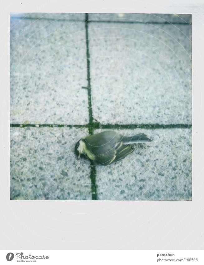 Toter Vogel auf Pflastersteinen. Tierschutz. Natur Straße Wege & Pfade Totes Tier 1 Beton fliegen tot Tod Flügel Feder Schnabel Traurigkeit grau hart Meisen