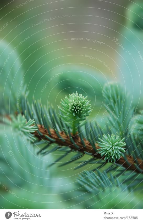 Fichtenschiss Farbfoto Außenaufnahme Detailaufnahme Schwache Tiefenschärfe Umwelt Natur Pflanze Frühling Baum Wachstum frisch grün Umweltschutz Waldsterben