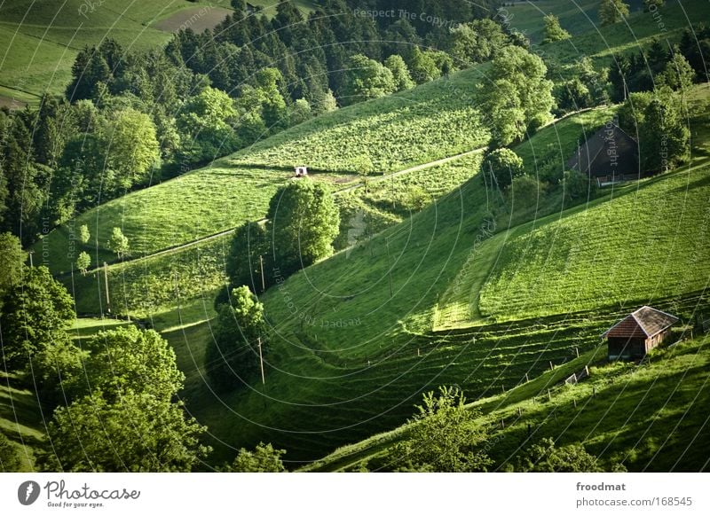 greenpeace Farbfoto Außenaufnahme Menschenleer Abend Weitwinkel Schönes Wetter Baum Gras Wiese Hügel Alpen ästhetisch authentisch Gesundheit Kitsch natürlich