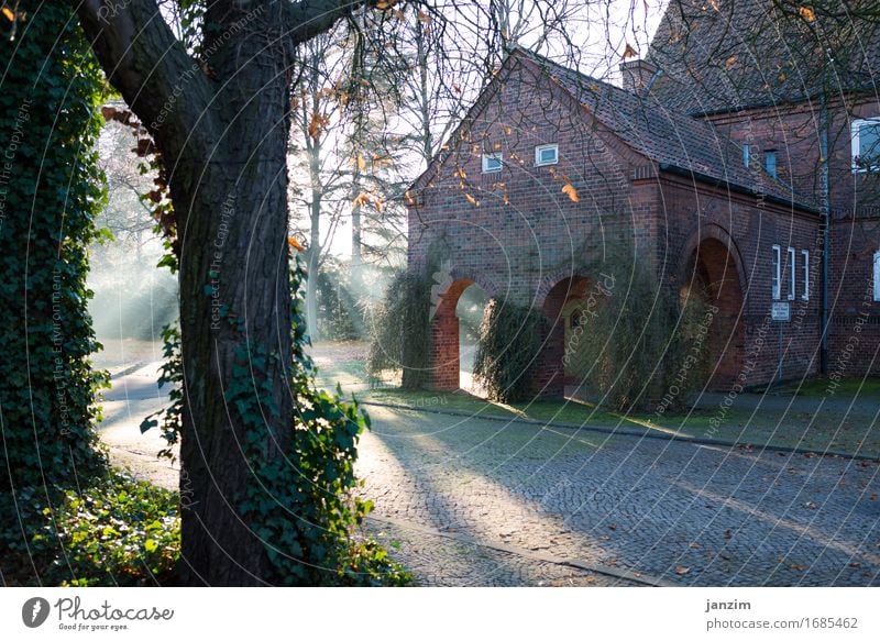 alfred hitchcock lässt grüßen Herbst Schönes Wetter Nebel Baum Park Bauwerk Gebäude Architektur Mauer Wand Fassade Romantik friedlich Angst verstört Farbfoto