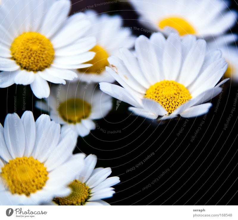 Blümchen marguerite weiß pretty botanical Pollen Blütenknospen Unschärfe Kräutergarten Wiese daisies daisy blossom flowering blooming flower decorative Blühend