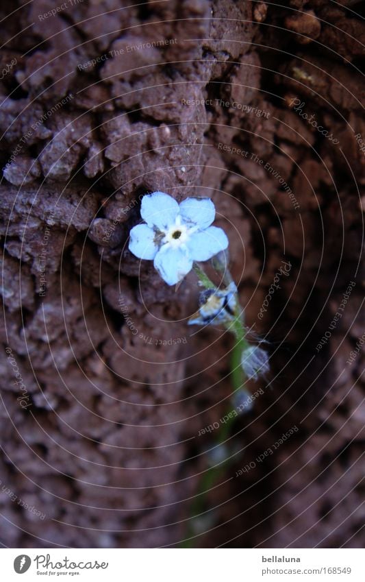 mein Mauerblümchen Umwelt Natur Pflanze Schönes Wetter Blume Blüte Grünpflanze Wildpflanze Stimmung Lebensfreude Frühlingsgefühle Vertrauen Geborgenheit