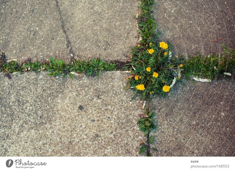 Kreuzung abstrakt Menschenleer Tag Kunstwerk Umwelt Natur Landschaft Pflanze Blume Löwenzahn Park Platz Straße Stein Beton Zeichen Wachstum authentisch Erfolg