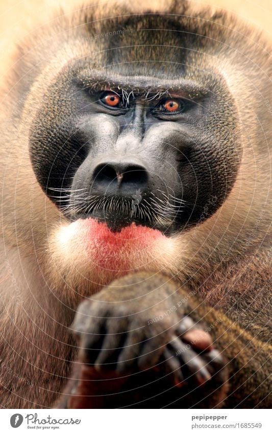 weise Haare & Frisuren Bart Vollbart Behaarung Tier Wildtier Affen 1 elegant Tierporträt Auge Gesicht Nahaufnahme Detailaufnahme Porträt Blick in die Kamera