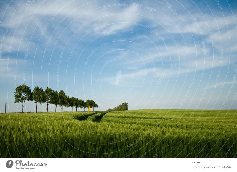 Baumgrenze Umwelt Natur Landschaft Pflanze Klima Schönes Wetter Gras Nutzpflanze Weizen Getreidefeld Feld Spuren Wachstum authentisch blau grün Landwirtschaft