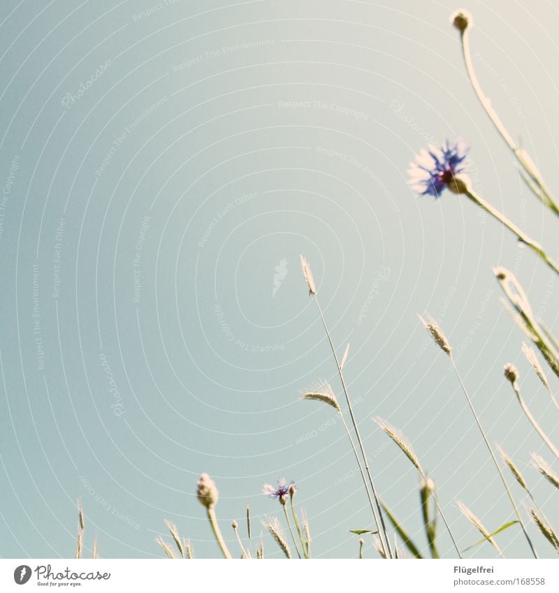 An einem Mohntag im Sommer... Natur Pflanze Wolkenloser Himmel Schönes Wetter Blüte frei blau Frühlingsgefühle träumen ruhig Kornblume altehrwürdig