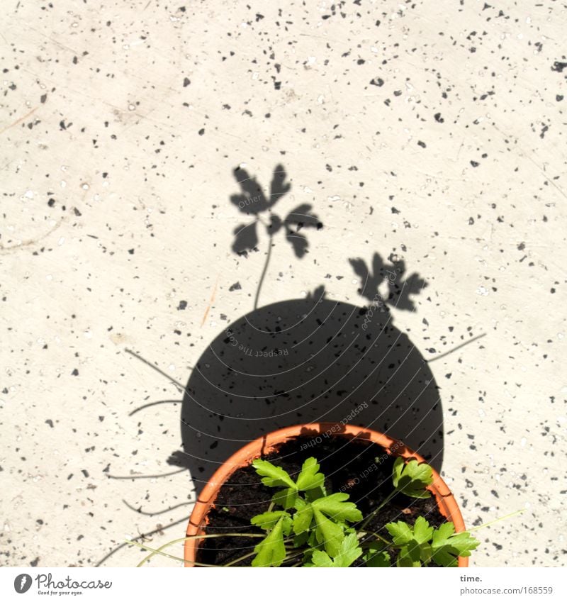 Partielle Topffinsternis mit Publikum Licht Schatten Blick Spielen Erde Balkon beobachten gehen grün Blumentopf über den Rand Petersilie Ton Tontopf Blumenerde