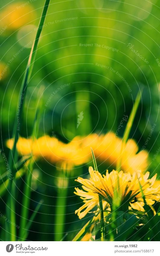 Löwenzahn - Vorsicht bissig Farbfoto Außenaufnahme Nahaufnahme Makroaufnahme Textfreiraum oben Abend Sonnenlicht Starke Tiefenschärfe Natur Pflanze Frühling