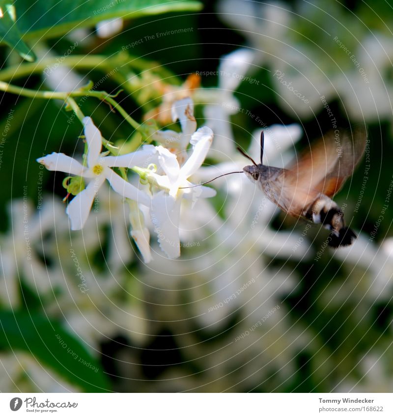 Flattermann Farbfoto Außenaufnahme Sonnenlicht Bewegungsunschärfe Umwelt Natur Pflanze Tier Frühling Sommer Blume Sträucher Wildpflanze Nutztier Schmetterling