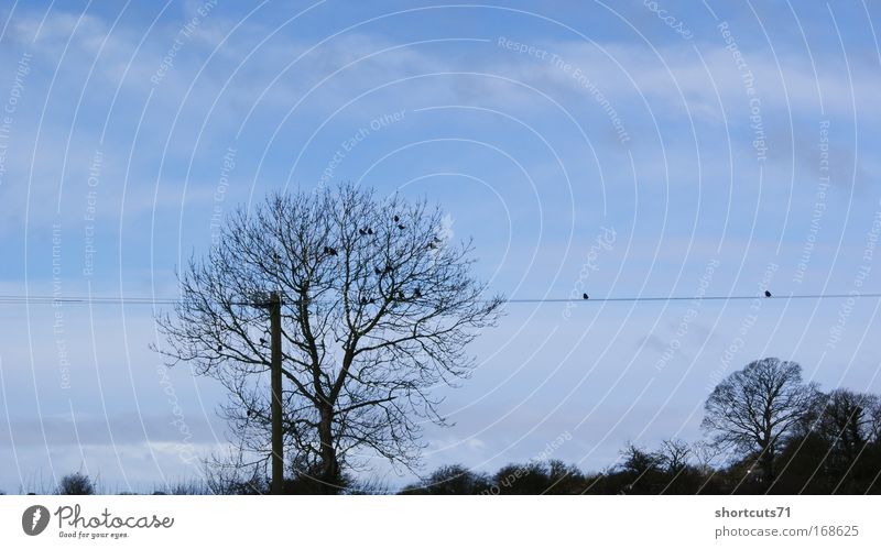 die vögel Außenaufnahme Himmel Baum Vogel hocken geduldig Natur