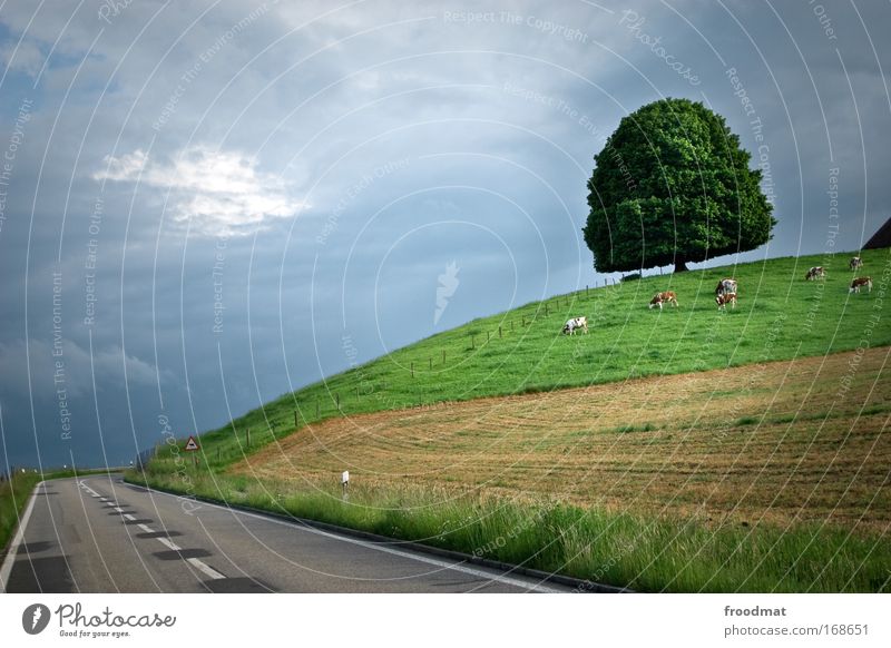 leer Farbfoto Außenaufnahme Menschenleer Textfreiraum links Dämmerung Weitwinkel Umwelt Natur Landschaft Pflanze Tier Sommer Klimawandel schlechtes Wetter Baum