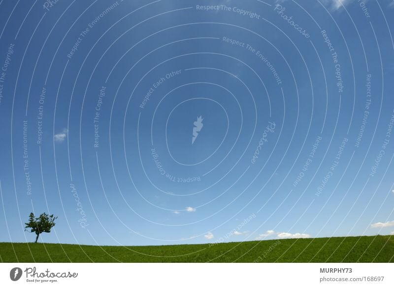Einsamer Baum in blau/grüner Weite.... Farbfoto Außenaufnahme Menschenleer Textfreiraum links Textfreiraum rechts Textfreiraum oben Textfreiraum unten