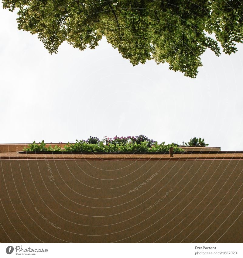 blauer Himmel war einmal Frühling Sommer Pflanze Baum Blatt Haus Bauwerk Gebäude Architektur Mauer Wand Fassade Balkon grün weiß Balkondekoration Balkonpflanze