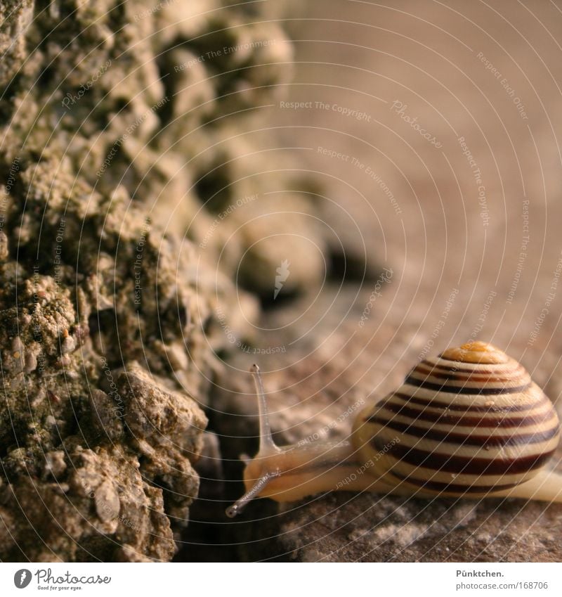 >@---- Gedeckte Farben Außenaufnahme Nahaufnahme Menschenleer Textfreiraum rechts Textfreiraum oben Abend Unschärfe Tierporträt Blick Felsen Schnecke 1