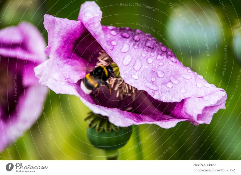 Mohnblumetanke Ferien & Urlaub & Reisen Ausflug Abenteuer Ferne Freiheit Sightseeing Umwelt Natur Landschaft Pflanze Tier Frühling schlechtes Wetter Blume Wiese