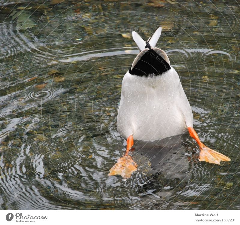 down under tauchen Gesäß Natur Tier Wasser Wildtier Vogel Ente 1 Schwerpunkt Fluss See Schwanz Schwimmhaut Fressen planlos Traurigkeit Im Wasser treiben