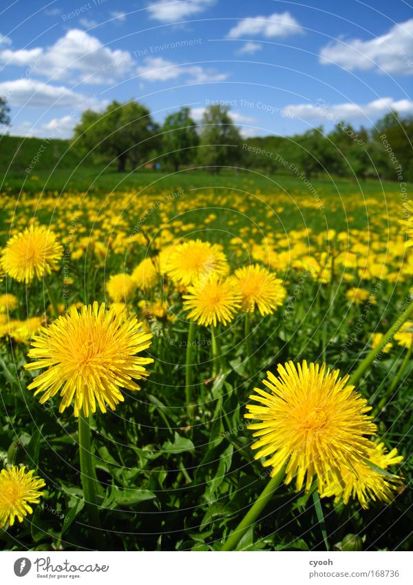 zum anbeißen... Farbfoto Außenaufnahme Nahaufnahme Menschenleer Textfreiraum oben Tag Froschperspektive Natur Landschaft Tier Himmel Frühling Sommer