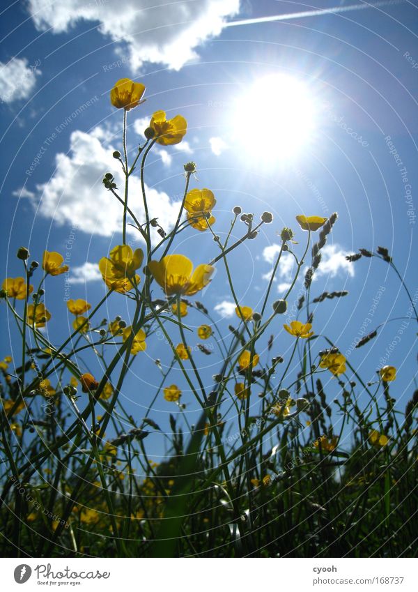 frühlingswetter Sonne Sommer Frühling Hahnenfuß Blume Blumenwiese Wiese Feld gelb blau grün Wolken Glück Wachstum Blühend Nahaufnahme Froschperspektive Natur