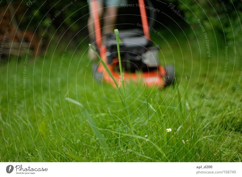 Kurzhaarschnitt Farbfoto Außenaufnahme Textfreiraum unten Tag Schwache Tiefenschärfe Froschperspektive Garten Mensch maskulin Mann Erwachsene Beine Fuß 1