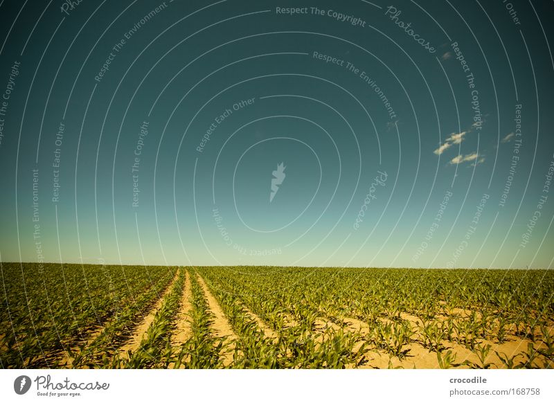 Maisfeld II Farbfoto Außenaufnahme Menschenleer Sonnenlicht Starke Tiefenschärfe Zentralperspektive Weitwinkel Landwirtschaft Umwelt Natur Landschaft Pflanze