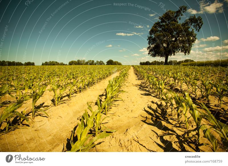 Maisfeld III Farbfoto Außenaufnahme Menschenleer Sonnenlicht Starke Tiefenschärfe Zentralperspektive Weitwinkel Landwirtschaft Umwelt Natur Landschaft Pflanze