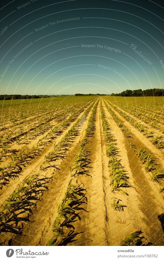 Maisfeld VI Farbfoto Außenaufnahme Menschenleer Sonnenlicht Starke Tiefenschärfe Zentralperspektive Weitwinkel Landwirtschaft Umwelt Natur Landschaft Pflanze