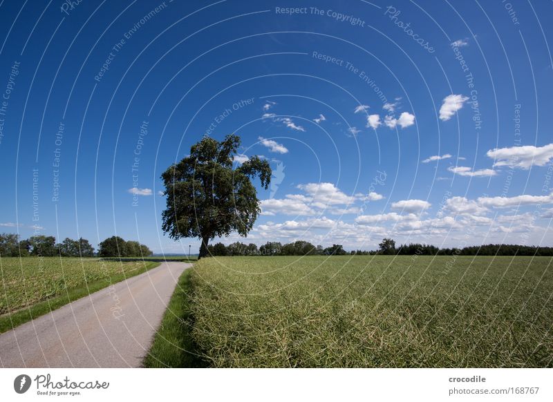 Maisfeld VIII Farbfoto Außenaufnahme Menschenleer Sonnenlicht Starke Tiefenschärfe Zentralperspektive Weitwinkel Sommer Umwelt Natur Landschaft Pflanze Erde