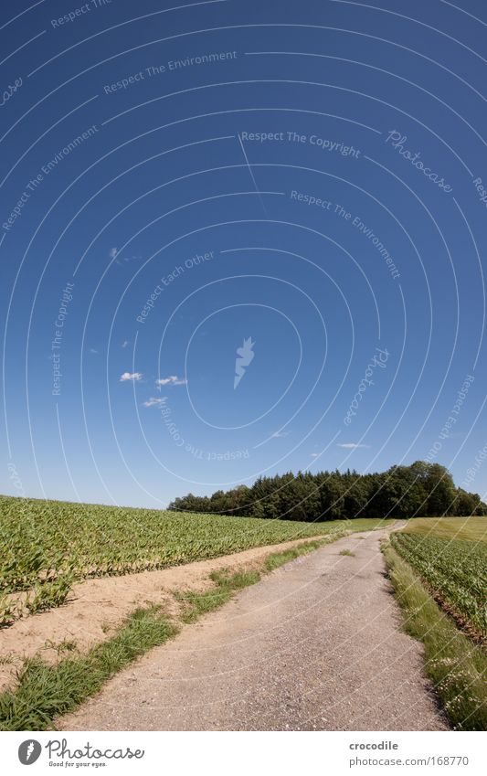 maisfeld XI Farbfoto Außenaufnahme Menschenleer Sonnenlicht Starke Tiefenschärfe Zentralperspektive Weitwinkel Landwirtschaft Umwelt Natur Landschaft Pflanze