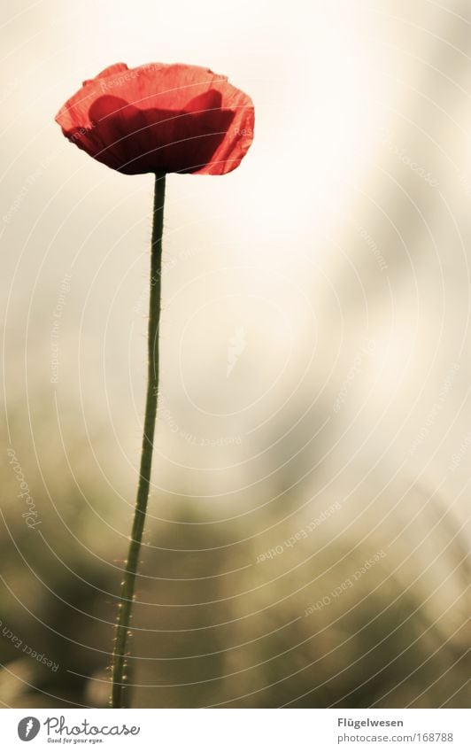 Mohni ist allein ;-( Farbfoto Außenaufnahme Sonnenlicht Pflanze Blume Wiese Feld Blühend Denken Blick dehydrieren Wachstum warten weinen glänzend Unendlichkeit