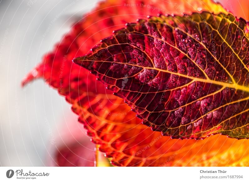 Rote blüten Umwelt Natur Sonne Herbst Schönes Wetter Pflanze Blatt Topfpflanze Garten alt Blühend Erholung genießen leuchten verblüht ästhetisch exotisch schön