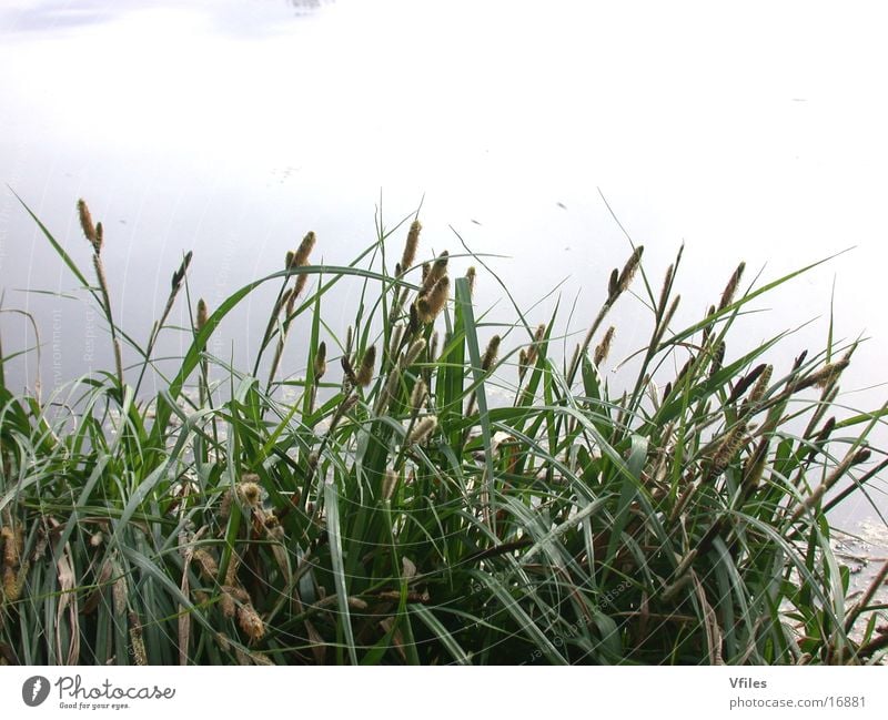 Frühlingserwachen grün Pflanze Natur