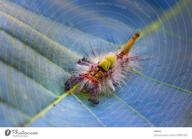 Das haarige Monster in meinem Garten Natur Tier Punk Bart Behaarung Brustbehaarung Schmetterling krabbeln bedrohlich exotisch gruselig Rätsel Umweltschutz